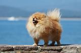 SPITZ ALLEMAND 357